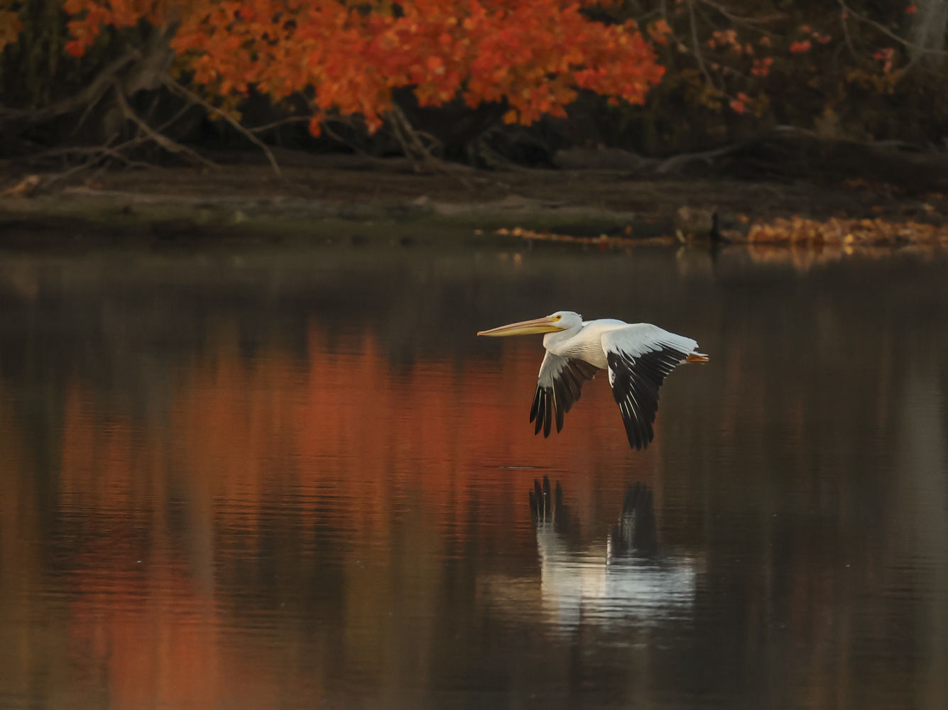 1 Fall around Lake Decatur 48 10.23.20.JPG